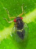 Paurocephala psylloptera (Mulberry Psyllid) photo